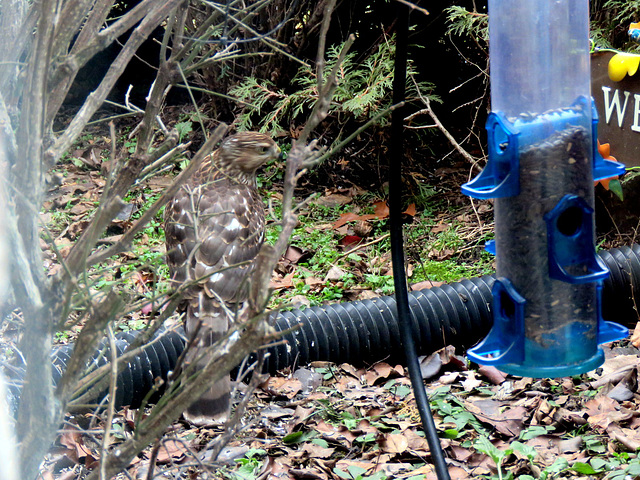 Cooper's Hawk on the ground.