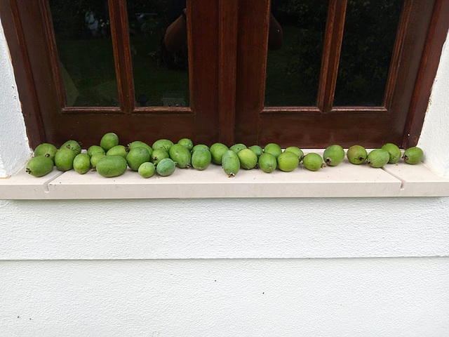 It's time to make the guava marmalade