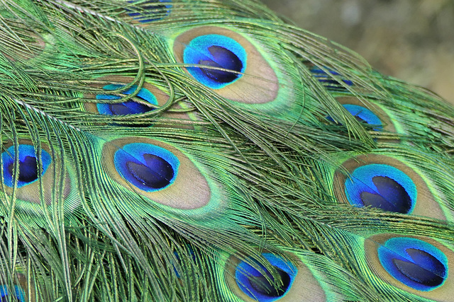 Peacock feathers