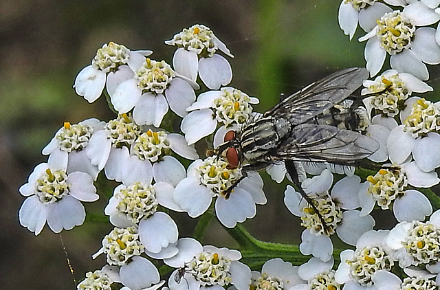 20230809 3653CPw [D~PB] Schafgarbe (Archillea millefolium), Graue Fleischfliege (Sarcophaga carnaria) [Schmeißfliege], Steinhorster Becken