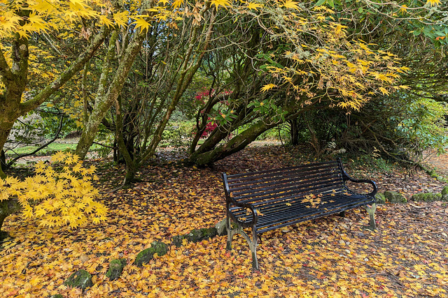 Autumn Colours In Balloch Park