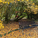 Autumn Colours In Balloch Park