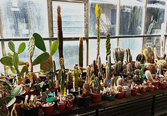 Phallic collection!