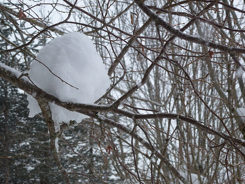 20150131 Raquettes Vercors La Goulandiere (28) al