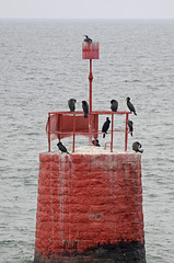 pose toilette cormorans