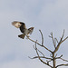 Western Osprey