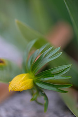 DSCF2445