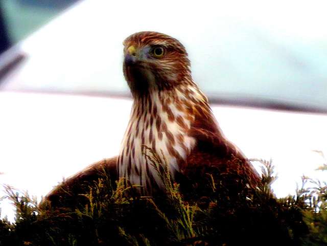 Cooper's Hawk...