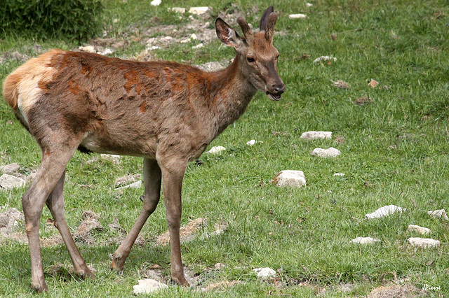 Hère Hère
