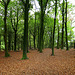 Fforest Fawr