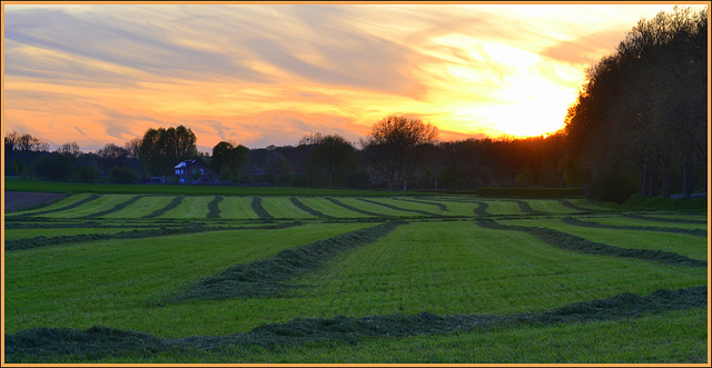 green sleaves