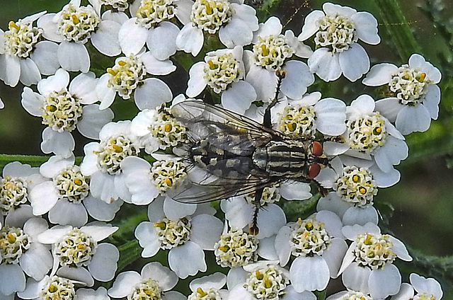 20230809 3656CPw [D~PB] Schafgarbe (Archillea millefolium), Graue Fleischfliege (Sarcophaga carnaria) [Schmeißfliege], Steinhorster Becken