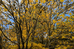 Autumn Colours In Balloch Park