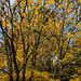 Autumn Colours In Balloch Park