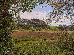 (Yet another) view from the River Otter Estuary.