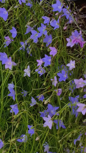 Wahlenbergia