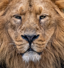 Iblis the Chester Zoo lion