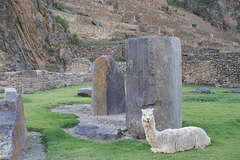 Alpaca At Ollantaytambo