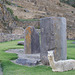 Alpaca At Ollantaytambo