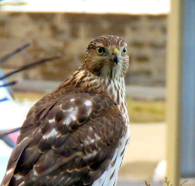 A hungry Cooper's Hawk