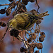 Siskin high up in a tree