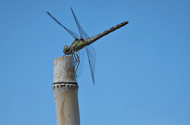 Libelle hoch hinaus