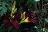 Amaryllis au Festival des Jardins .