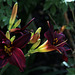 Amaryllis au Festival des Jardins .