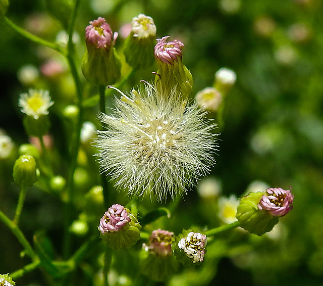 20230809 3657CPw [D~PB] Kanadisches Berufkraut (Erigeron canadensis), Steinhorster Becken