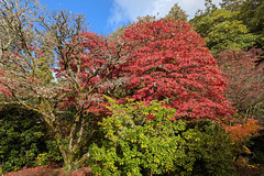 Autumn Colours In Balloch Park