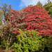 Autumn Colours In Balloch Park