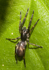 IMG 2358 Spider