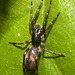 IMG 2358 Spider