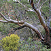 Texas Madrone