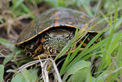 Mauremys leprosa, Cágado-mediterrânico