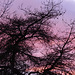 Crépuscule en cheveux.