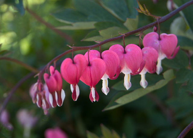 Bleeding hearts in a row