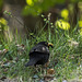 Blackbird - Burcina Park, Biella