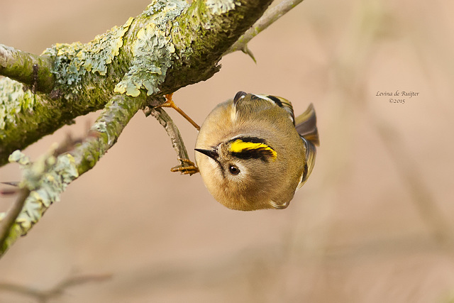 Goldcrest / Goudhaan (Regulus regulus)