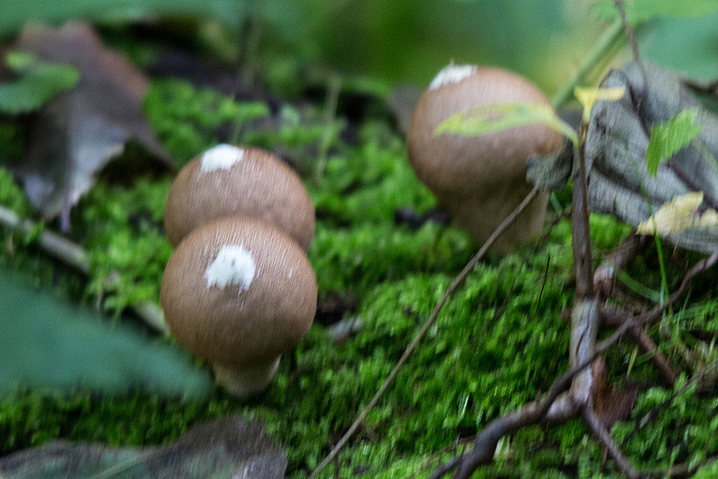 20151010 9274VRTw [D~H] Flaschenstäubling (Lycoperdon perlatum), Wisentgehege, Springe-Deister