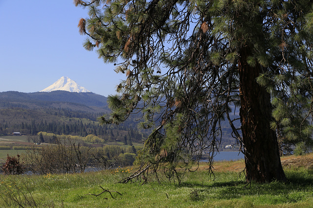 Catherine Creek Natural Area