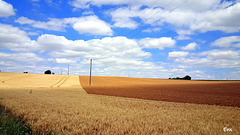 champ de blé dans le Poitou