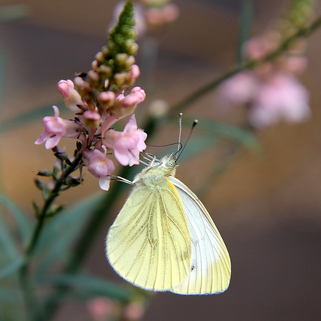 Pieris rapae on Toadflax