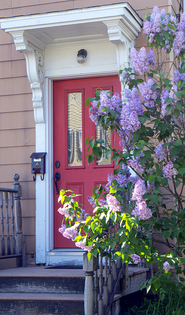 Dooryard lilac