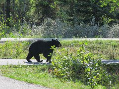 Black Bear, Kananaskis