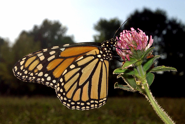 Monarch Butterfly