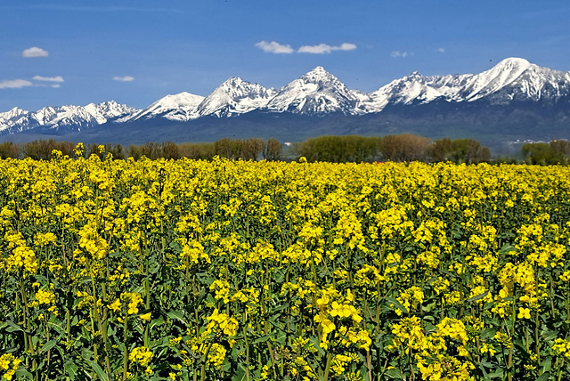 Contrasts of spring