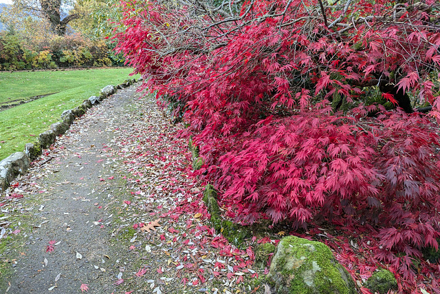 Autumn Colours In Balloch Park