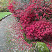 Autumn Colours In Balloch Park