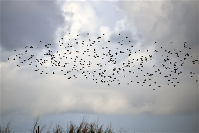 Sturnus vulgaris, Bando de Estorninho-malhado,